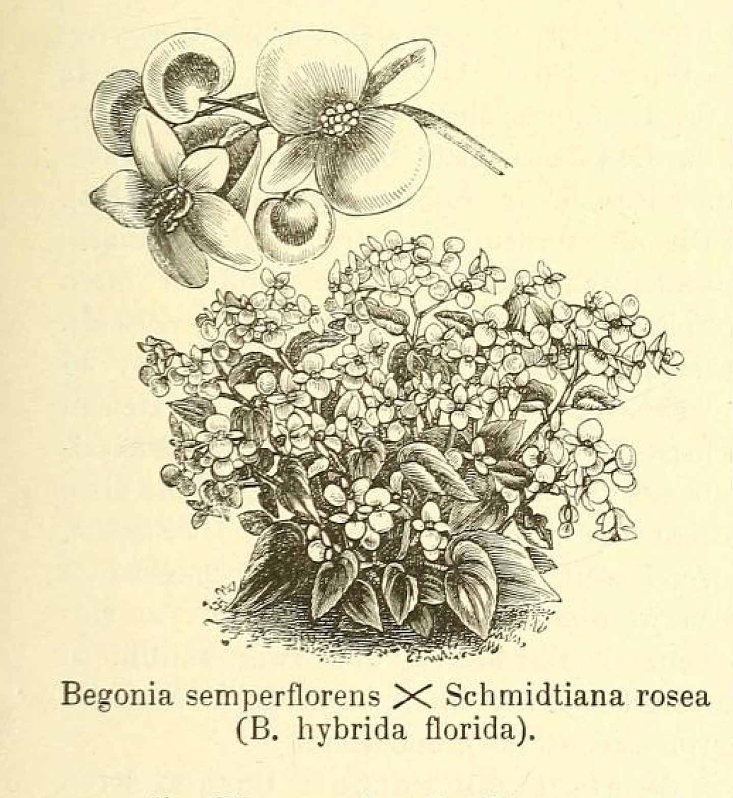 B. (semperflorens x Schmidtiana rosea)